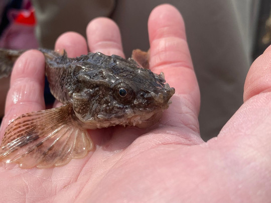 Krabbenfischen mit der MK Moewe-Bensersiel必去景点