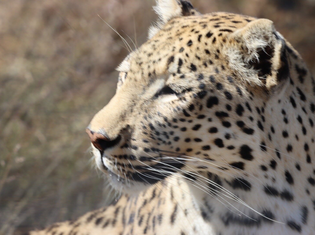 Harnas Wildlife Foundation-Gobabis必去景点