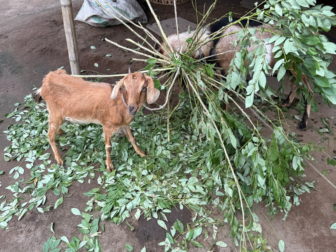 Star Rinjani-Bayan必去景点