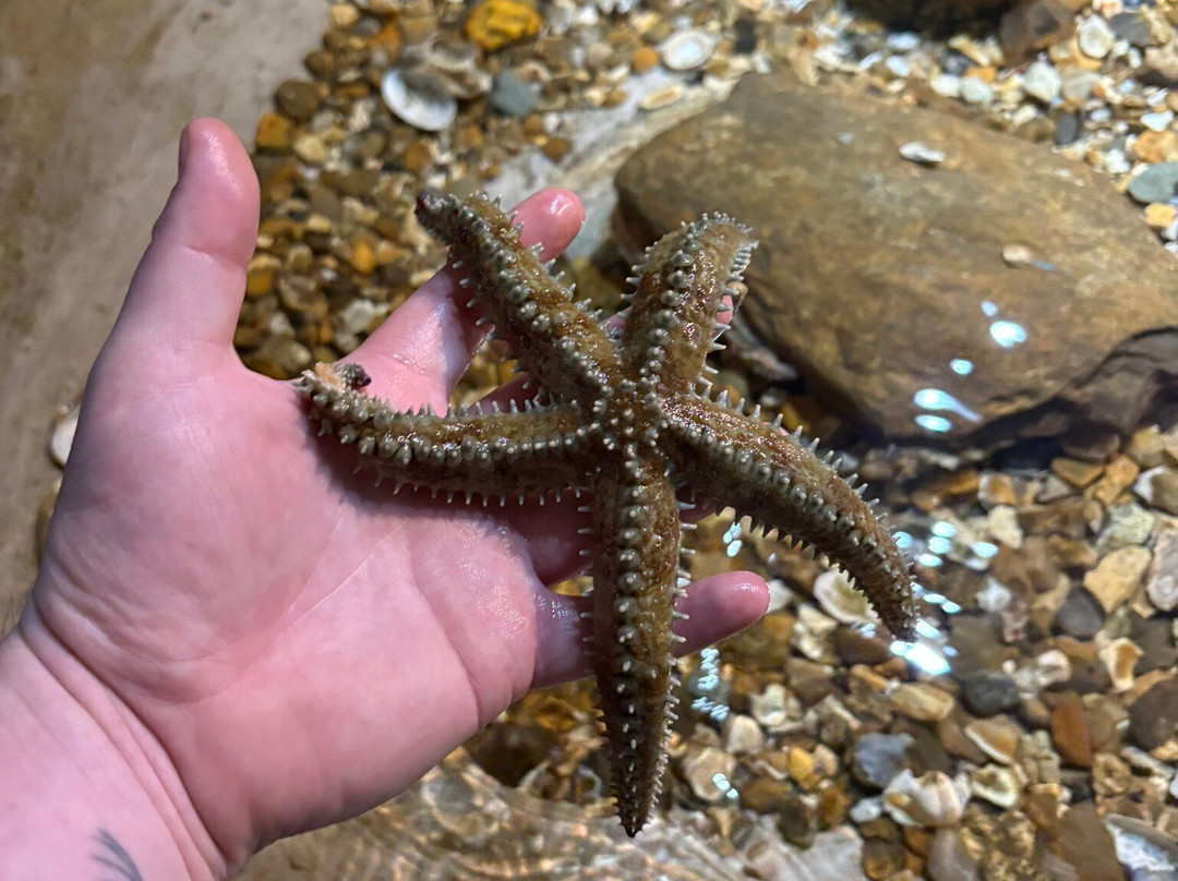 Fowey Aquarium景点图片