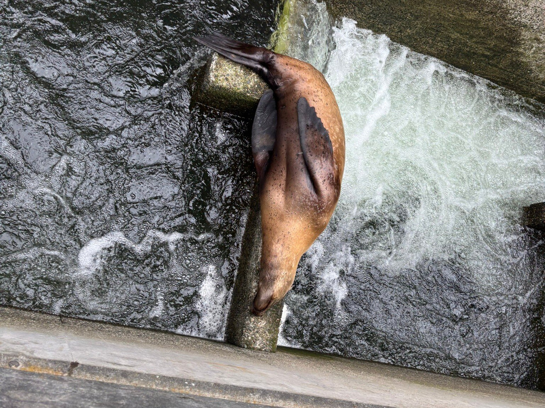 Show Me Seattle Tours-西雅图必去景点