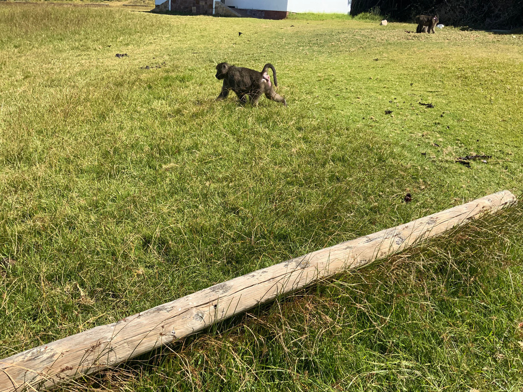 Buffels Bay Beach-Cape Point必去景点