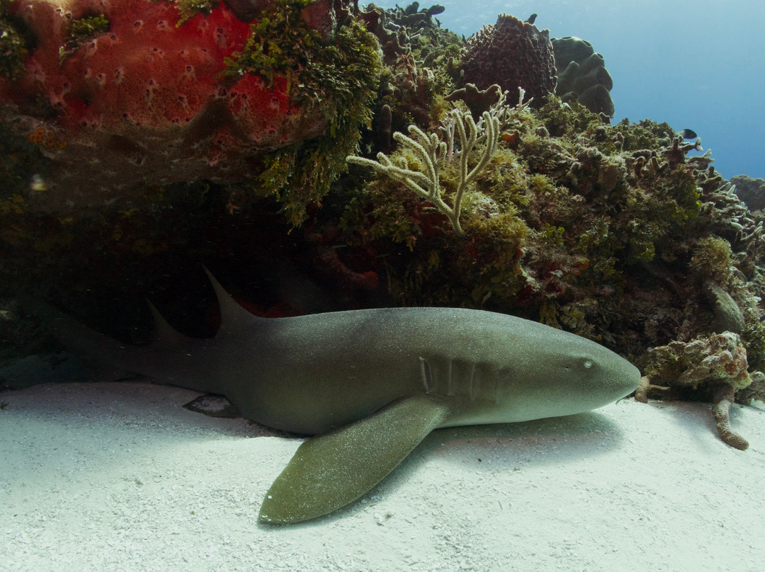 Dive  Palancar-考祖梅必去景点