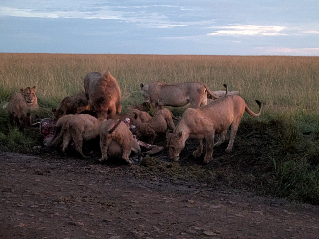 Amazing Africa Tours景点图片