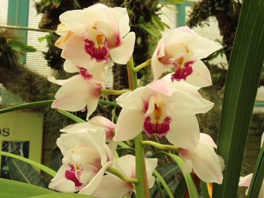 Eric Young Orchid Foundation-Trinity必去景点
