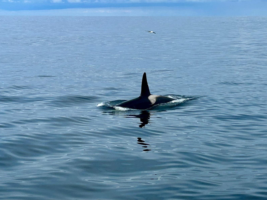 Arctic Whale Tours-Sto必去景点