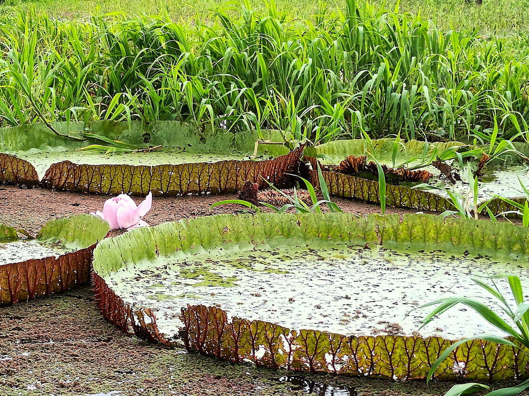 Boca de Valeria  Village-Ilha de Tinhare必去景点