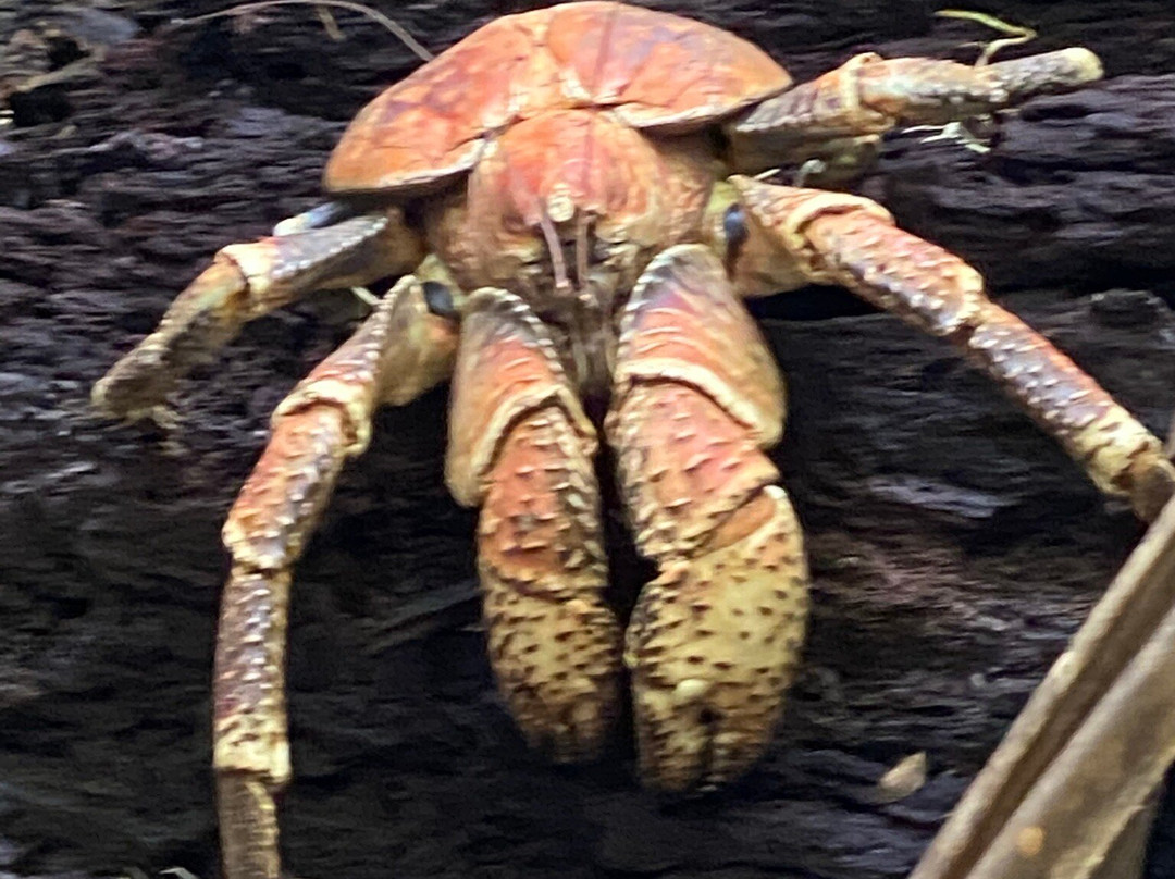 Indian Ocean Experiences-圣诞岛必去景点