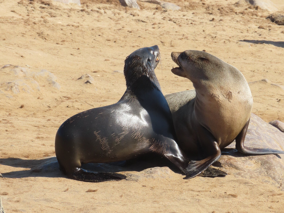 Cape Cross-Erongo Region必去景点