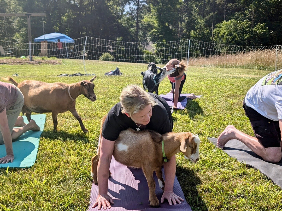 Asheville Wellness Tours-阿什维尔必去景点