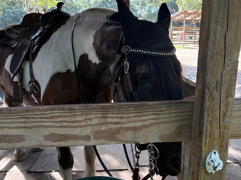 Middleton Place Equestrian Center-查尔斯顿必去景点