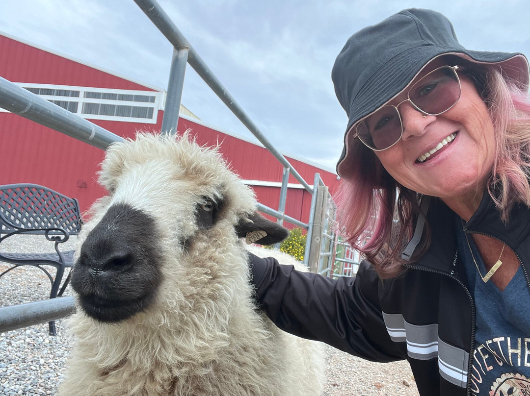 Seven Stars Alpaca Ranch Llc-科达伦必去景点