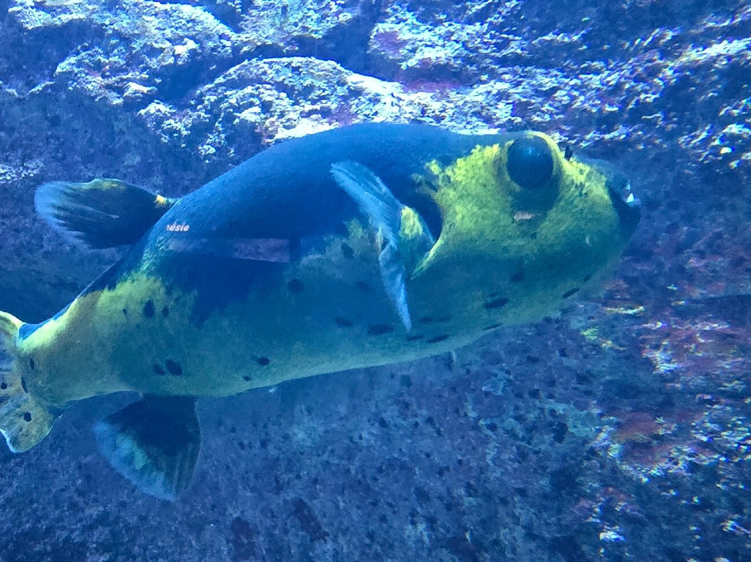 Aquarium de Lyon-La Mulatiere必去景点