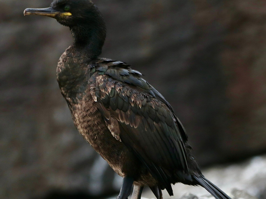 Devon Sea Safari-廷茅斯必去景点
