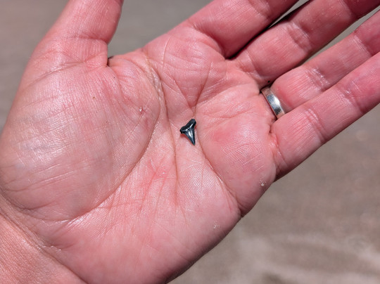 Tybee Shark Teeth Tours-泰碧岛必去景点