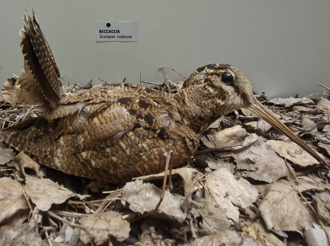 Museo di Storia Naturale Faraggiana Ferrandi-诺瓦拉必去景点
