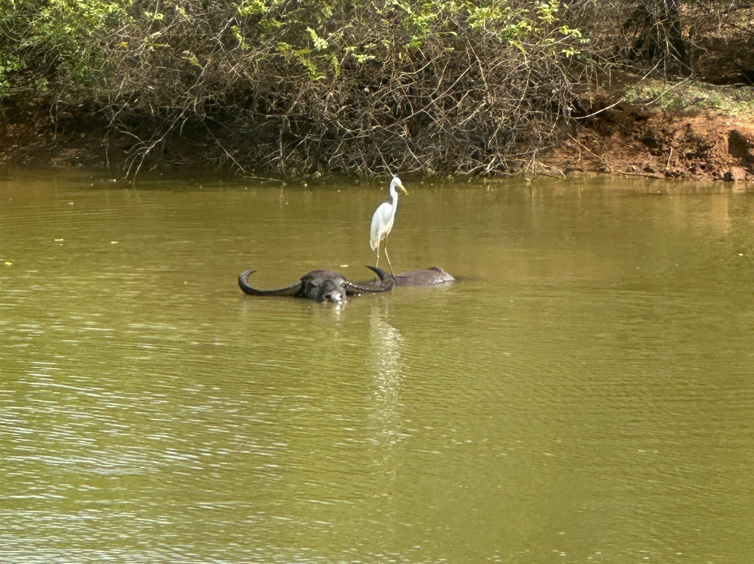 Visit Sri Lanka Transfers-Ratmalana必去景点