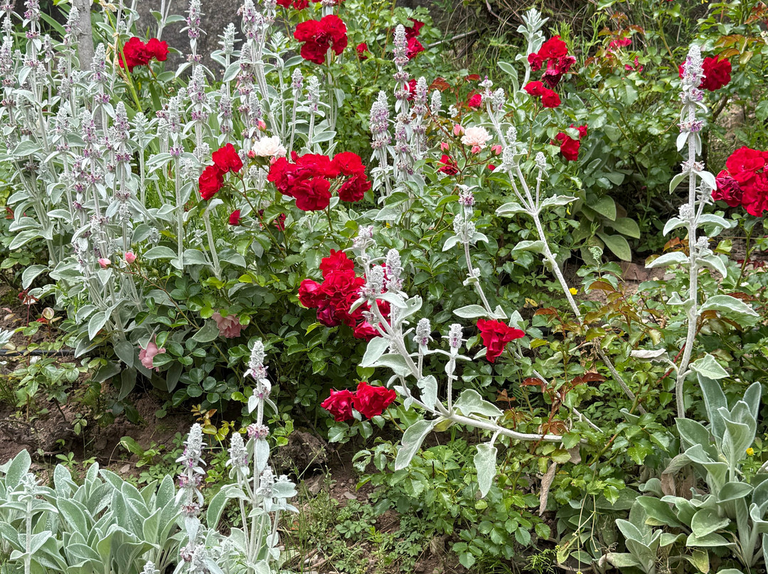 Rosarium Uhrerhof-奥蒂塞伊必去景点