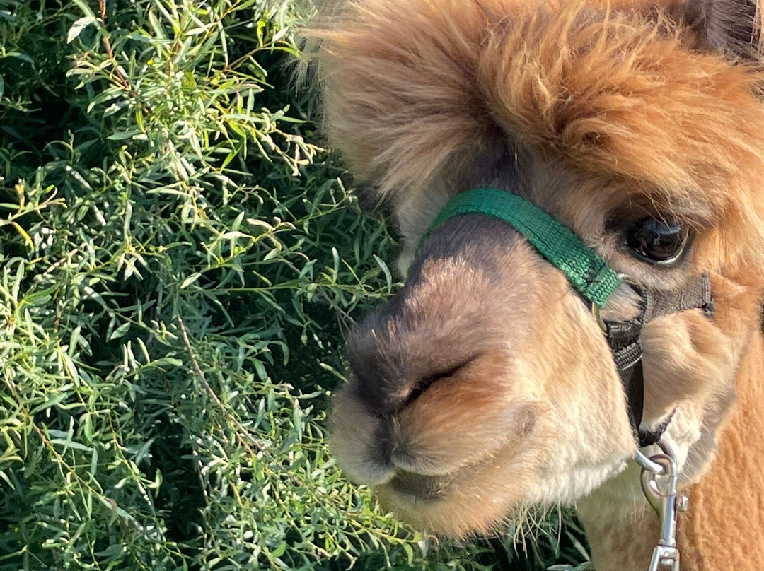 Alpine Ridge Alpacas-Clarksburg必去景点