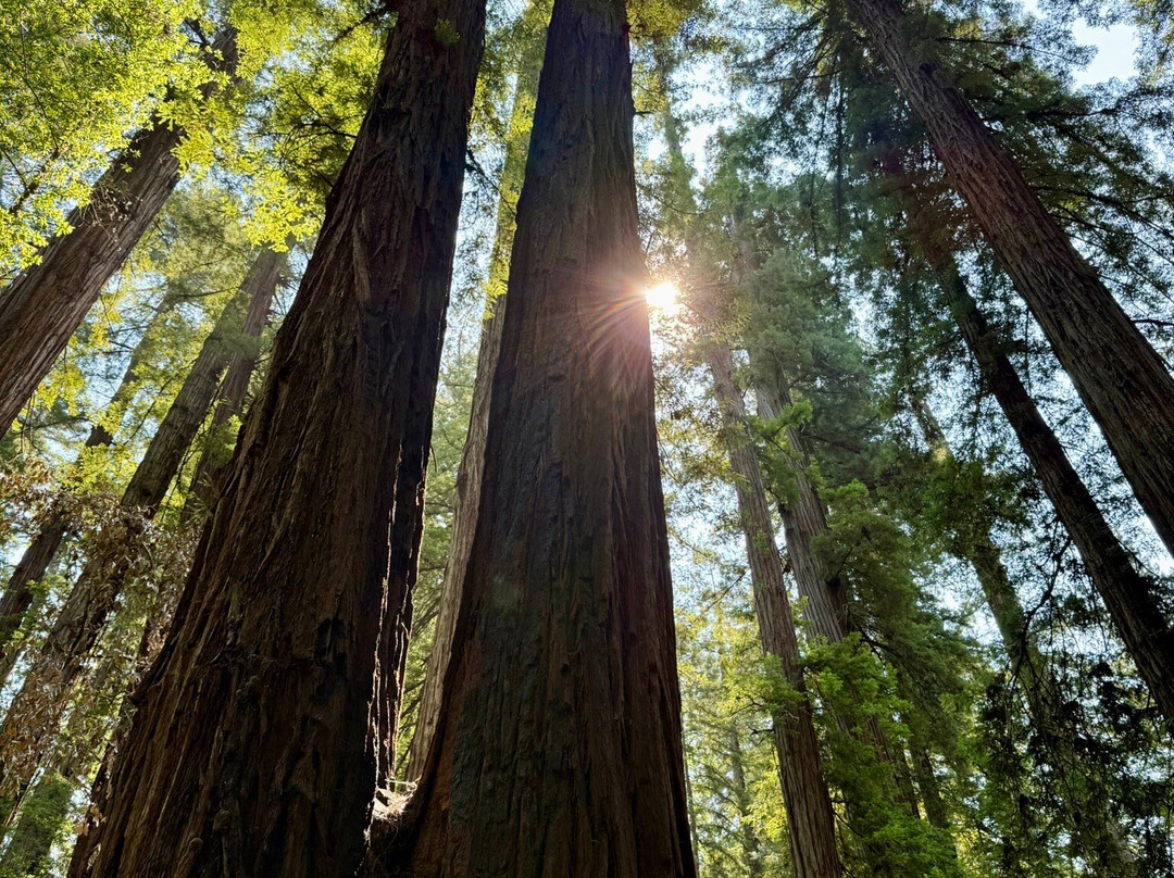 Armstrong Redwood State Reserve-Guerneville必去景点