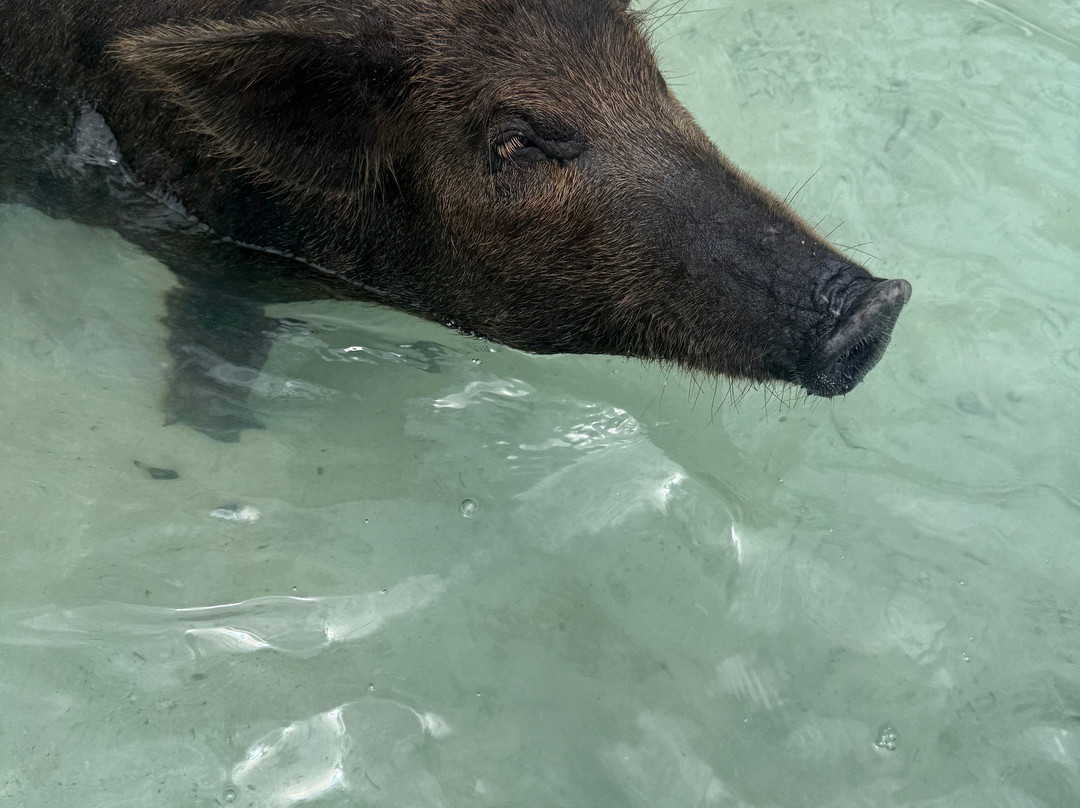 Spanish Wells SeaVentures Excursions | Harbour Island, Eleuthera, Bahamas Guide-Spanish Wells必去景点