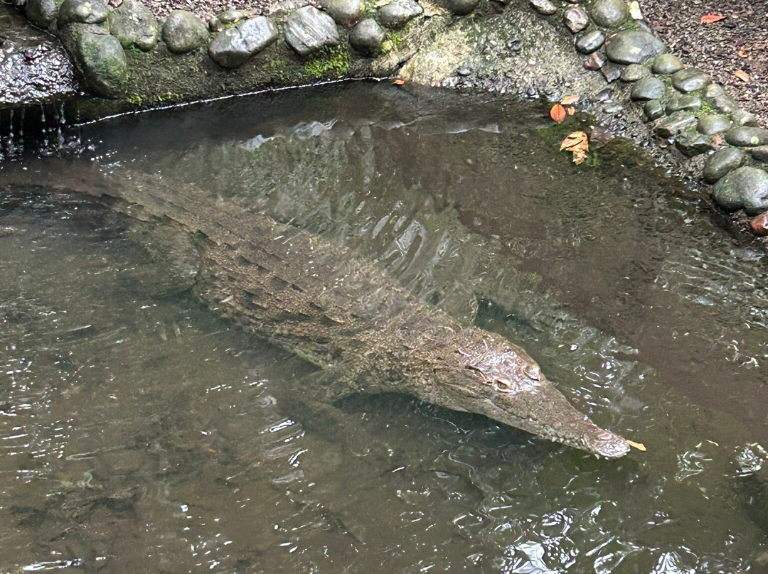Sukia Park & Zip Line Tour-哥斯达黎加安东尼奥国家公园必去景点