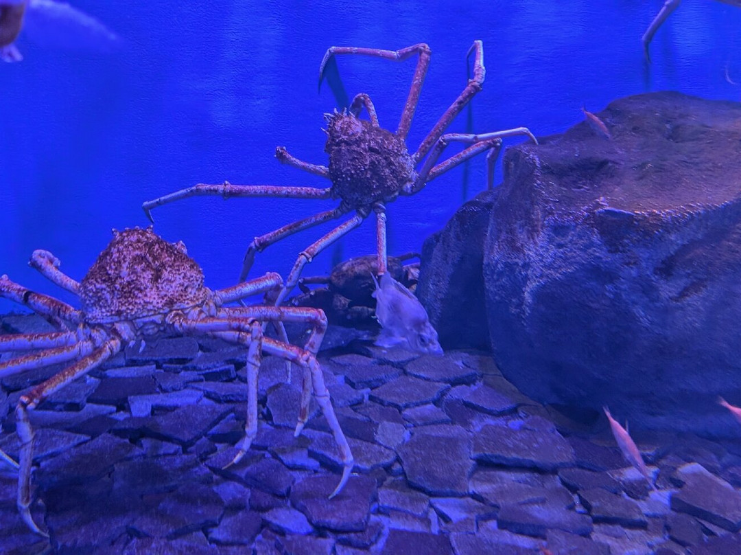 Sendai Uminomori Aquarium-仙台市必去景点