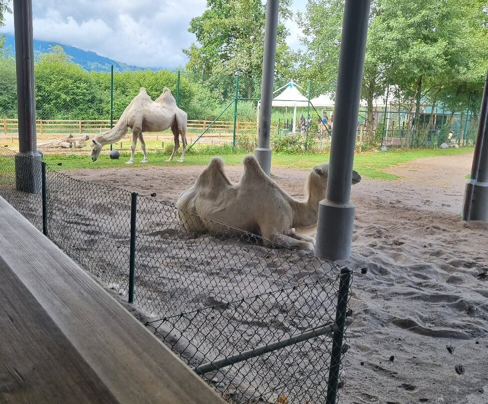 Knies Kinderzoo Rapperswil-拉珀斯维尔必去景点