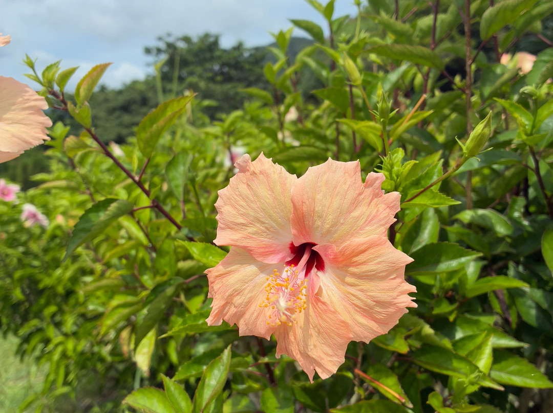 玉取崎展望台-石垣市必去景点