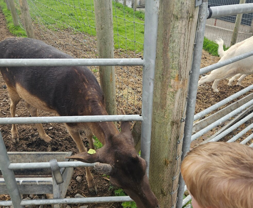 Fermanagh Fun Farm-Lisbellaw必去景点