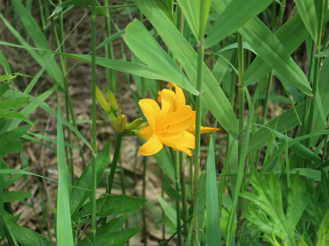 Veneer Nature Flower Garden-滨顿别町必去景点