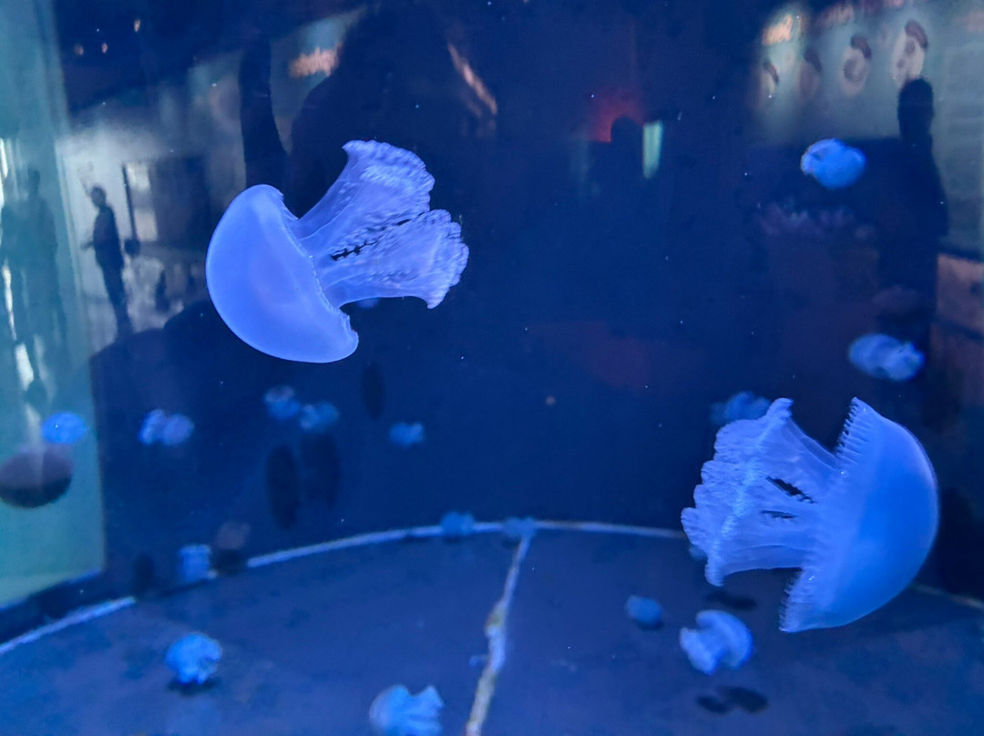 Great Lakes Aquarium-德卢斯必去景点