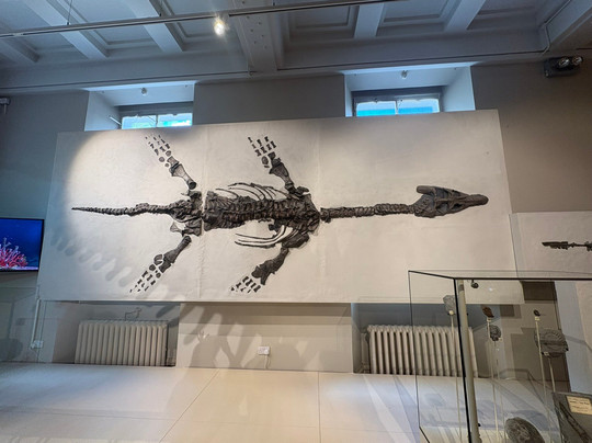 Leicester Museum & Art Gallery-莱切斯特必去景点