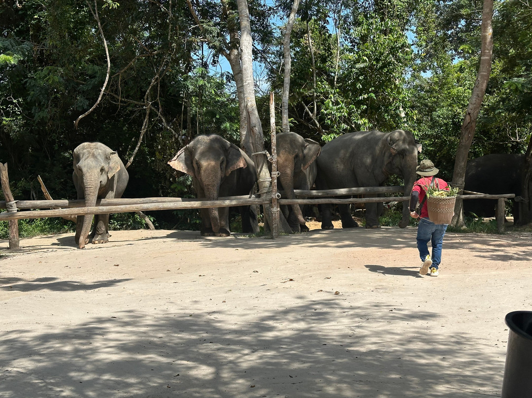 Kulen Elephant Forest-暹粒必去景点