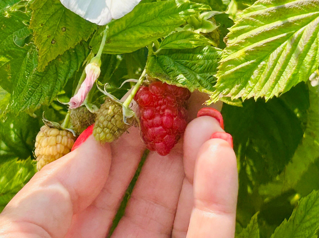 Stade's Farm and Market-McHenry必去景点