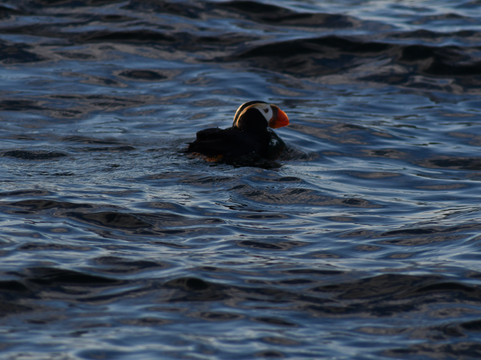 Kodiak Alaskan Adventures-Kodiak必去景点