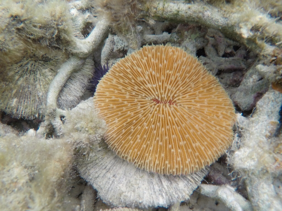 Super Holidays Mauritius-卓欧毕雪必去景点