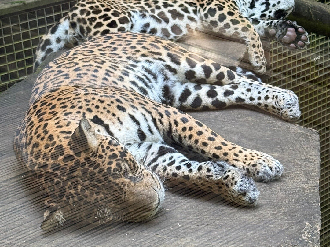 Zoo De Guadeloupe Au Parc Des Mamelles-Bouillante必去景点