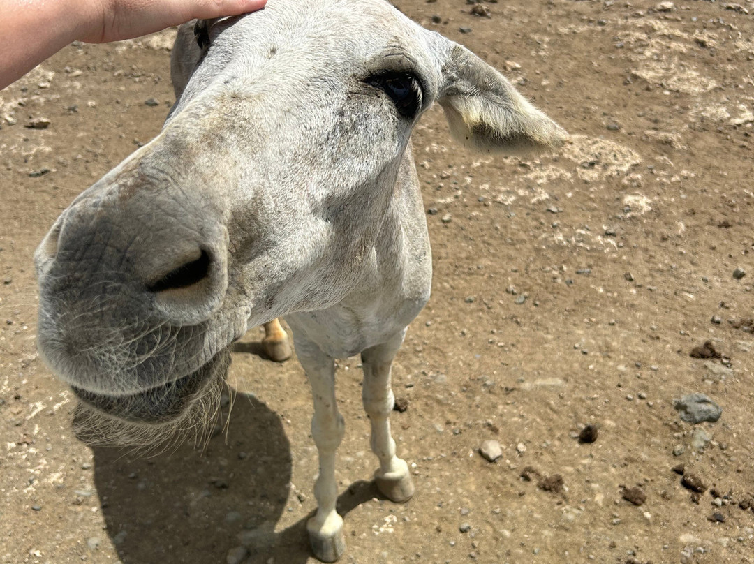 Donkey Sanctuary Bonaire-博奈尔岛必去景点