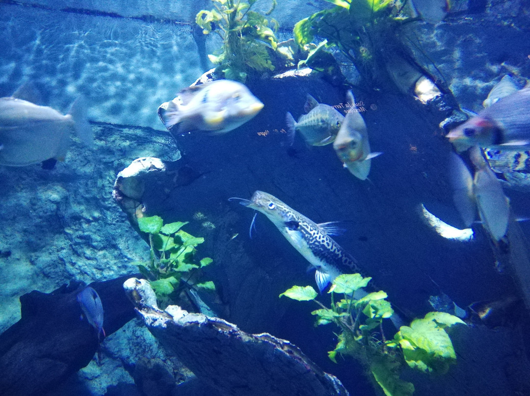 Aquarium de Lyon-La Mulatiere必去景点