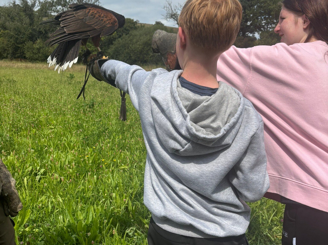 North Devon Hawk Walks-South Molton必去景点