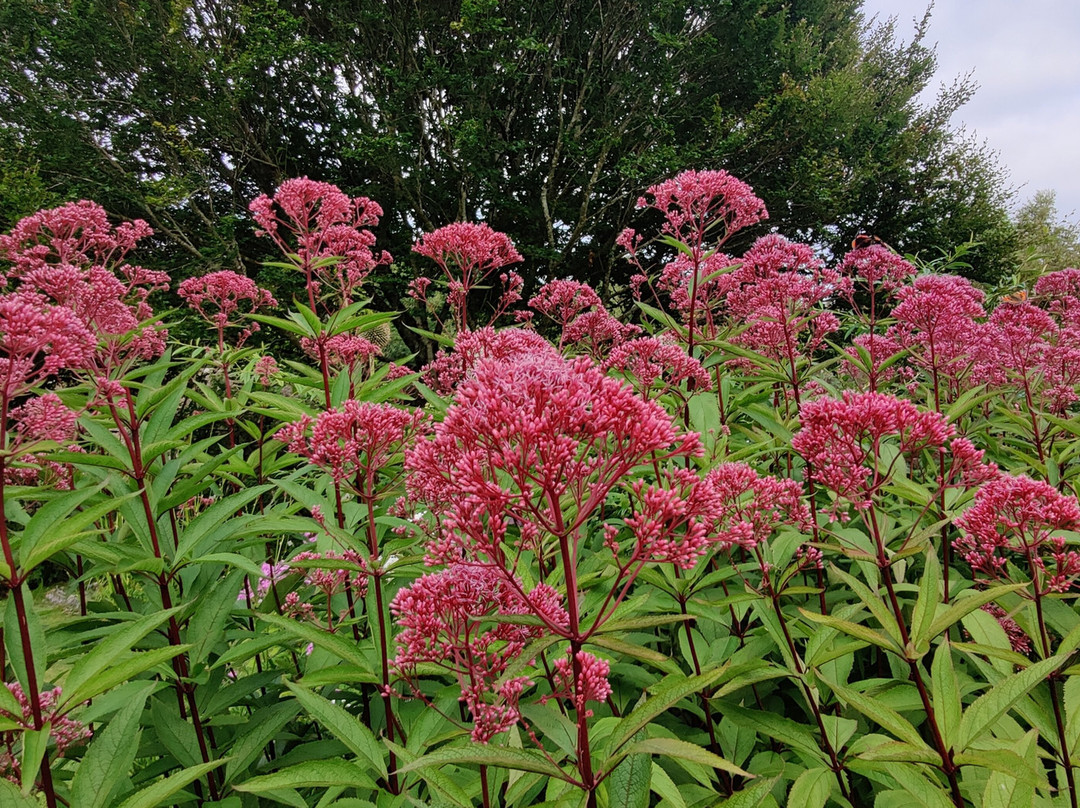 Salthill Garden-Mountcharles必去景点
