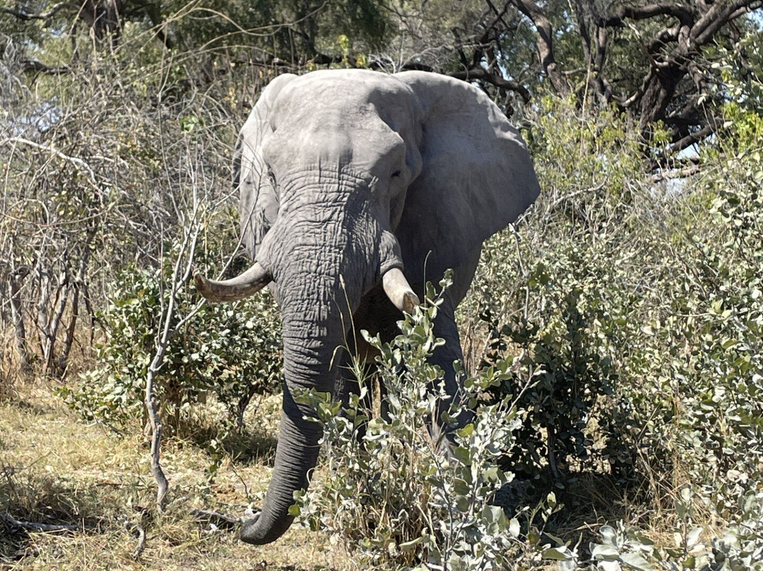 Shangana Safaris Okavango Botswana-马翁必去景点
