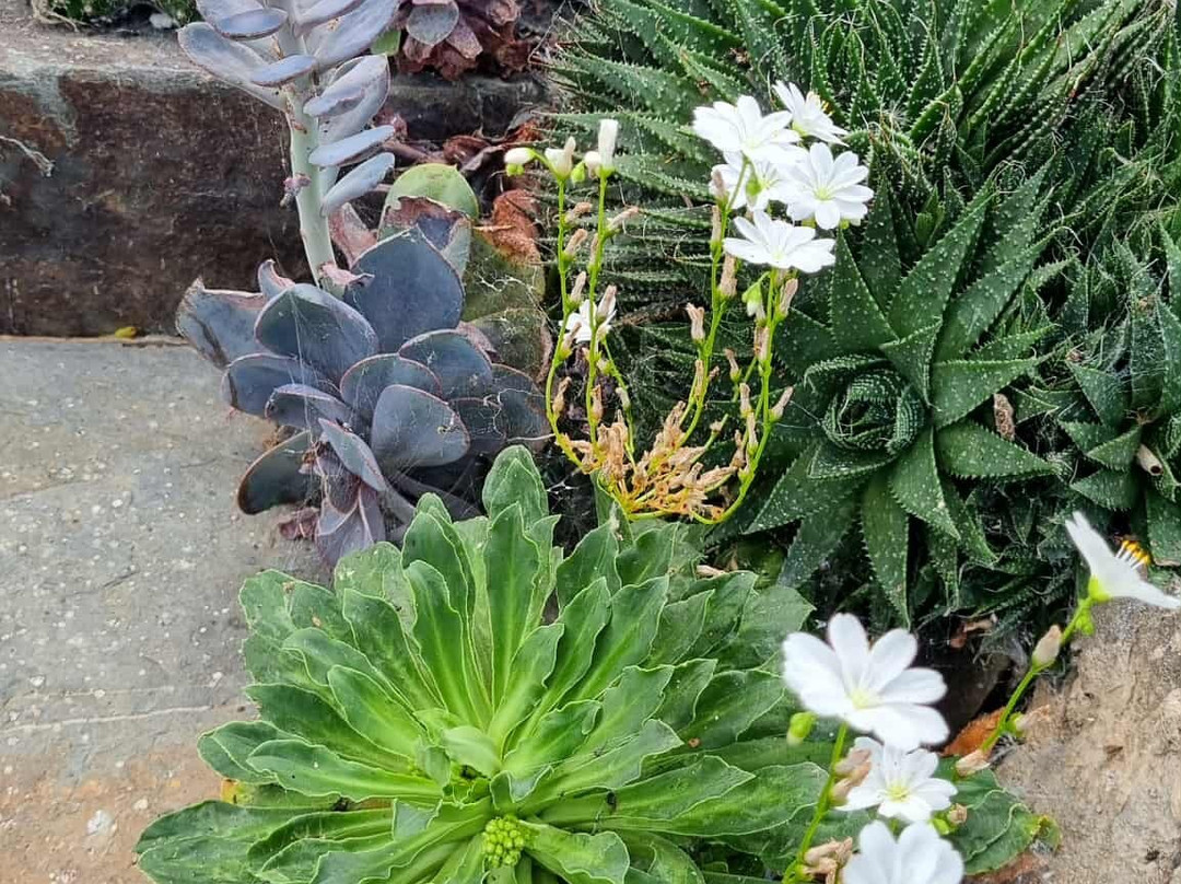 Coolwater Garden-利默里克必去景点