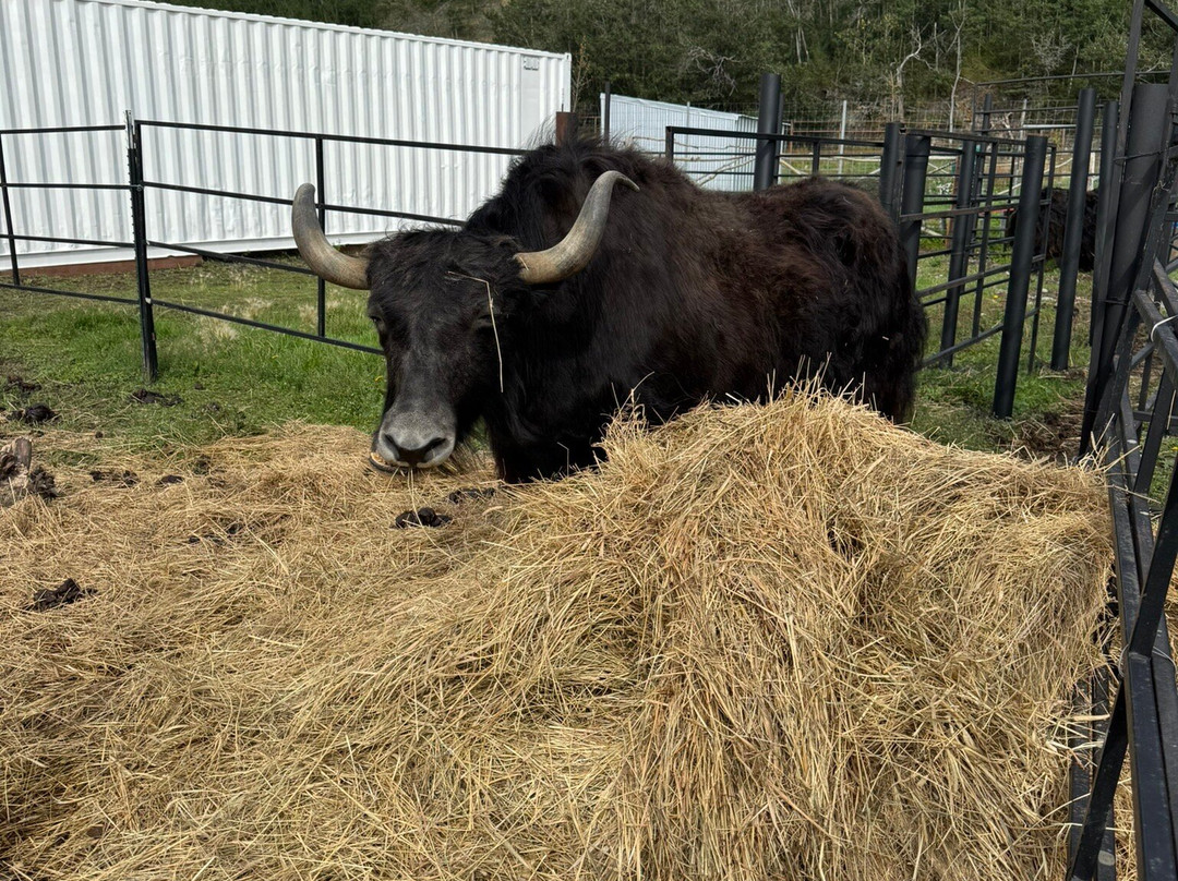 Reindeer Farm-帕尔默必去景点