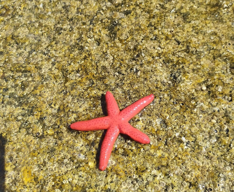 Cala Martina-Puntone必去景点