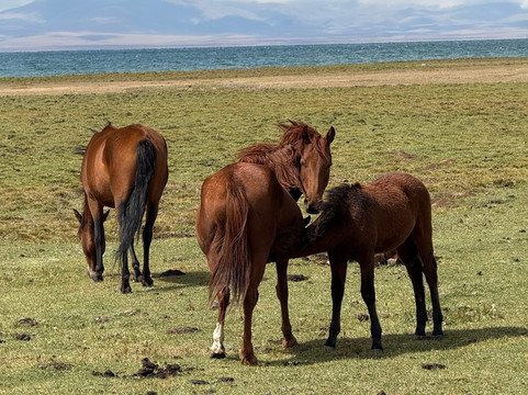 Kyrgyz Twins Adventures-比斯凯克必去景点