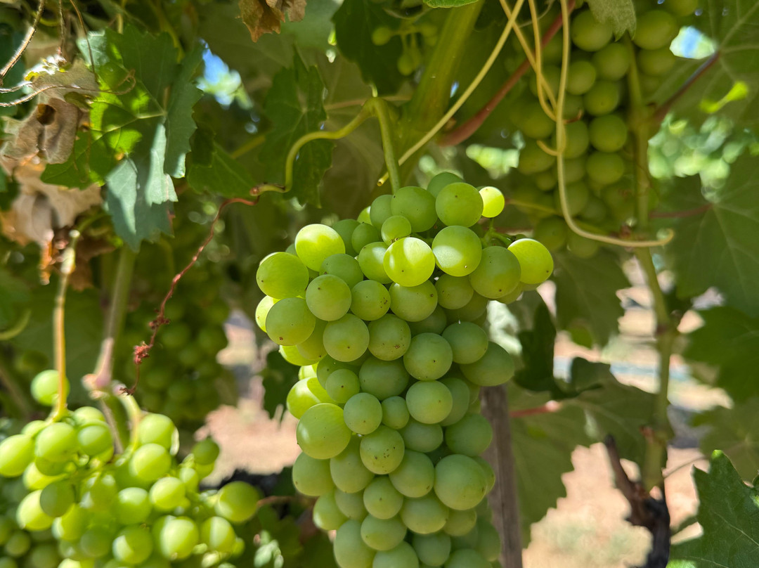 Marchesi Vineyards-胡德里弗必去景点