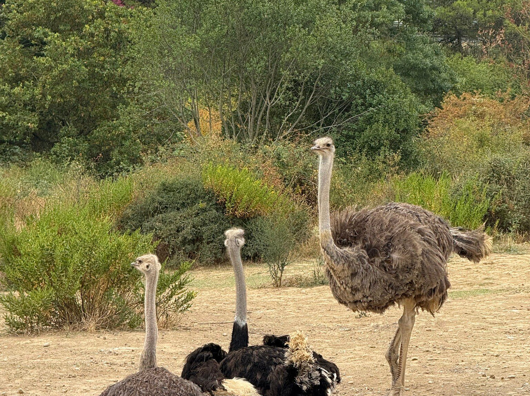 Le Parc Australien-卡尔卡松必去景点