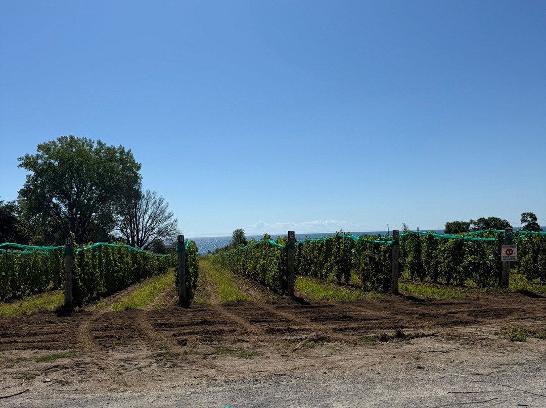 County VIP Tours-Prince Edward必去景点